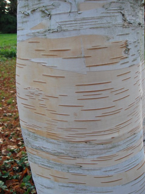Betula utilis ecorce